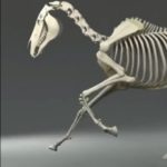 Le squelette du cheval