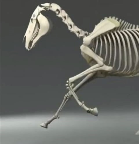 Le squelette du cheval